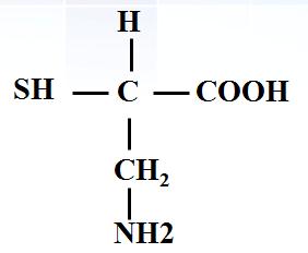 氨基酸如何组成蛋白质[氨基酸在哪里合成蛋白质]