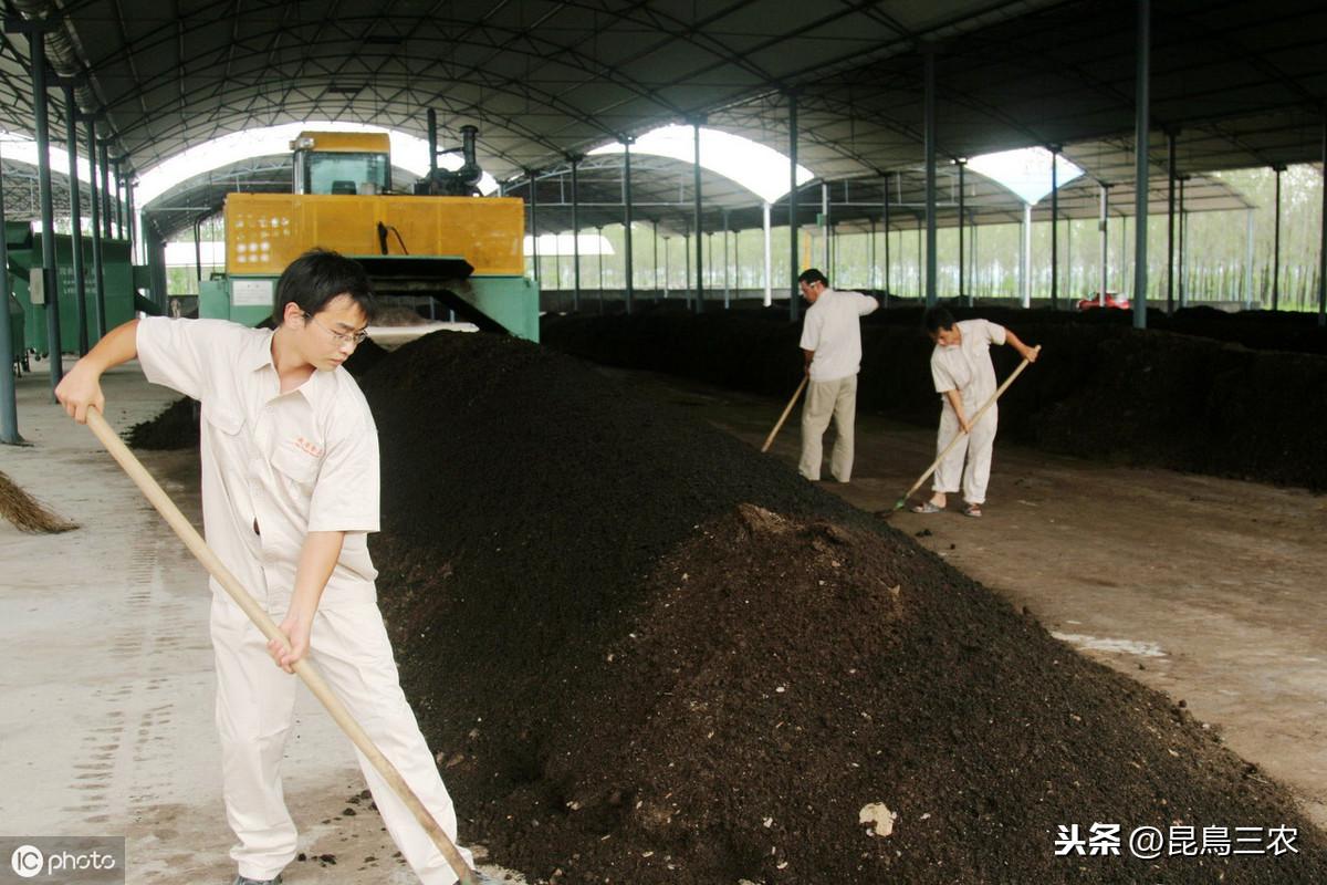 猪粪如何发酵成有机肥[猪场化粪池建设图片]